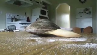 Watch clam lick up salt [upl. by Imoyik]