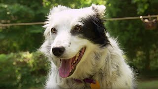 Dog Understands 1022 Words  Super Smart Animals  BBC Earth [upl. by Panter]