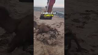 Rescatando a un camello atrapado 🐪 [upl. by Cirdet]