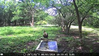 Caracara Cheriway [upl. by Marisa]