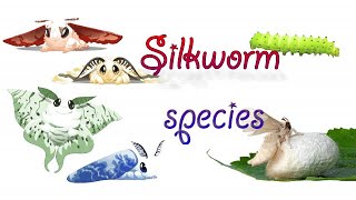 Silkworm species ONLINE entomology classes Tamil [upl. by Fruma]