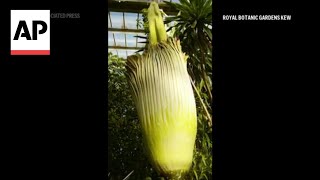 Timelapse of endangered Titan arum also known as corpse flower blooming in London [upl. by Flanigan]