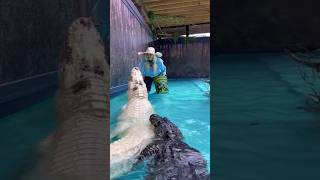 Feeding a Gigantic Rare Alligator youtubeshorts shorts alligators [upl. by Poulter75]