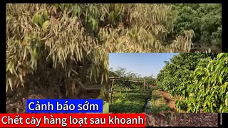 Nguyên nhân cơ bản khiến cây vải chết sau khi khoanh vỏ 30112024 dl [upl. by Audry]