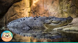 How Did Crocodiles Outlast the Dinosaurs [upl. by Noreik]