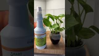 How To Get Rid Of Gnats On Your Indoor House Plants  Credit TikTokSheshopdealz [upl. by Siubhan240]