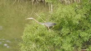 Ardea purpurea  Garza imperial  Purple Heron [upl. by Gilba]