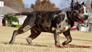 Merle XL American Bully Puppies Making Their Way to PVBK and Ice Gold Bullies 💪🏽💪🏽 [upl. by Atoiganap479]