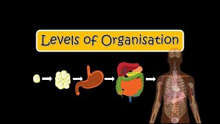 Levels of Organisation in Multicellular Organisms [upl. by Yesrod]