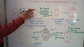 8 nucleated 7 celled embryo sac megaspore mother cell  plant physiology  class 12 NCERT [upl. by Gathard]