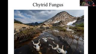 Chytrid Fungus and Amphibian Decline [upl. by Malchus]