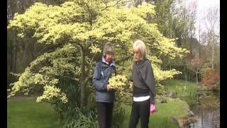 Cornus controversa quotVariegataquot The Wedding Cake Tree [upl. by Niwrek]