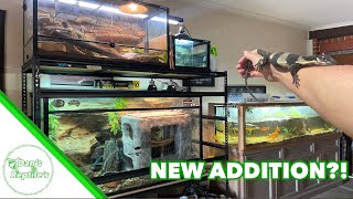 Reptile RoomUpdate April 2024 [upl. by Spindell]