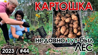 Выкопали картошку и съели АРБУЗЫ  Заброшенная ДАЧА 442023 [upl. by Aihsined824]