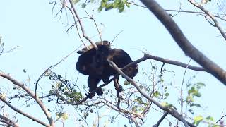 Mantled Howler Monkey  Alouatta palliata  Guanacaste Costa Rica  March 6 2024 [upl. by Toft]