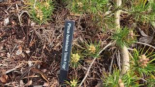 Pinus banksiana  Uncle Fogy  Contorted Weeping Jack Pine April 2 2020 [upl. by Joelie978]