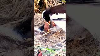 bird 4kwildlifeytshorts babydeerdanceyt youtubeshortsviralvideo viralshorts react😲ytshorts [upl. by Nytnerb]