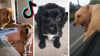 Funny DOGS of TikTok  Best Compilation of Cute Puppy TIK TOKS [upl. by Ian]