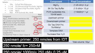 Assemble PCR Assay The DNA Lab [upl. by Sewoll]