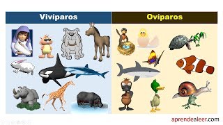 Animales viviparos y oviparos para niños de primaria [upl. by Dwane]