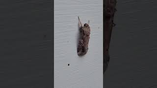 Backyard bug hunt  fall armyworm moth [upl. by Hester]