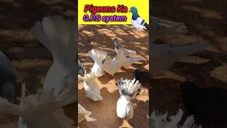 Pigeons ka GPS system 🔥piegeon ytshorts gps shorts birds [upl. by Dlaner]