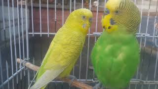 wow amazing video beautiful parrots and wow amazing video beautiful parrots and best sound best colo [upl. by Akenahc591]