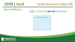 CRISPRCas System from OriGene a Complete Solution for Targeted Genome Modification [upl. by Lasky580]