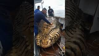 Giant Sea Monsters Caught by Fishermen 🐙🎣GiantSeaCreatures FishingDiscoveries OceanMysteries [upl. by Ellives]