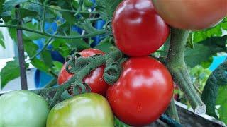 A Tour of my Vegetable Garden in New Zealand [upl. by Drooff]