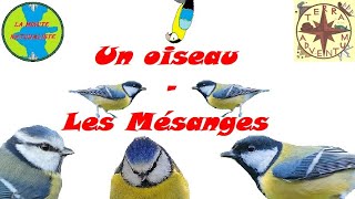 Un oiseau  les Mésanges [upl. by Grobe]