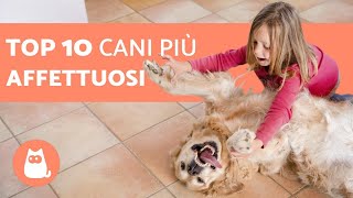 I 10 cani più affettuosi [upl. by Ardnuek]