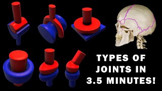 JOINT ANATOMY in 35 MINUTES [upl. by Nrubyar]