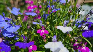 Lobelia plant care in the Uk silgys Rose Garden Malayalam Garden Uk [upl. by Esmond417]