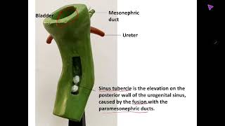 Embryology model of Urogenital system practical identification and explanation [upl. by Balf716]