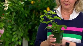 Robertas 1piece Lovely Pikake Jasmine Live Plant on QVC [upl. by Hourihan]