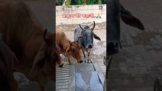 ब्राह्मण की कहानी cowvideos animallover gausewa shortsfeed viralshort tranding motivationyt [upl. by Lind]