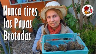 ¡Nunca tires las PAPAS brotadas Cultiva de esta manera en CASA [upl. by Orimar]