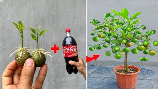 Summary of techniques for propagating lemon trees to produce many fruits thanks to this method [upl. by Danya]