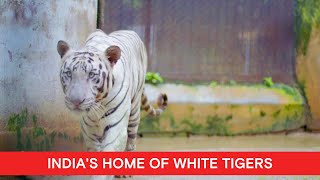 The rare white tigers of Maitri Bagh Zoo in Chhattisgarh OMGChhattisgarh S03E03 Story 5 [upl. by Zetta]