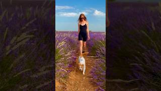 Amazing Walk in Provence South of France ✨🪻 🇫🇷 provence france southoffrance valensole [upl. by Akienahs]