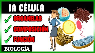 🟢 La CÉLULA  ¿Cuál es la estructura de la Célula  ORGANELAS  Explicación para SECUNDARIA [upl. by Bree]