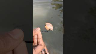 Saif goge Plastic Bottle Hook Fishing Challengeshortshooktrapfishing [upl. by Samohtnhoj]