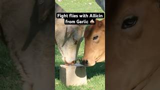 Using Allicin to fight flies 🪰 A compound which comes from Garlic livestocknutrition flycontrol [upl. by Aramoy]