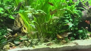 My low tech planted aquarium [upl. by Inajna]