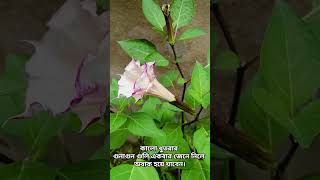 Black Dhutra Plant  Angels Trumpet 🎺🎺shortvideo viralvideo flowers mahadev shiv [upl. by Carmelo]