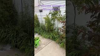 What is a Microclimate tropicalgarden gardening intro [upl. by Hayalat]