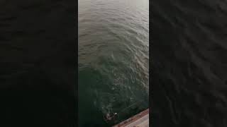 The Cownose Stingray At The Skyway Pier [upl. by Fernande]