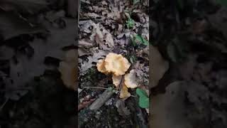 Cantharellus cibarius Quercia [upl. by Kostival330]