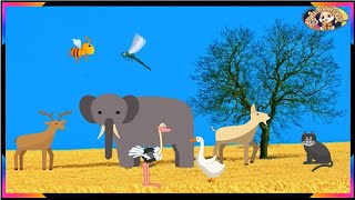 Animals flash card  Visit the animals landkids animated video [upl. by Naga]